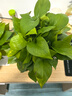 双盟绿萝盆栽除甲醛花卉绿植办公室新房净化空气180加仑4盆装源头直发 实拍图