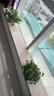 双盟绿萝盆栽除甲醛花卉绿植办公室新房净化空气180加仑2盆装源头直发 实拍图