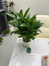 年宵花【热销款】白掌一帆风顺盆栽水培植物绿植过年装饰摆件年货 【店主推荐】特级白掌6-8株带花+早安盆+营养液 实拍图