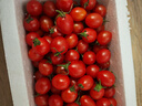新鲜圣女果小西红柿小番茄新鲜蔬菜生鲜减肥减脂早餐沙拉现摘现发 畅享装 3斤 带箱 实拍图