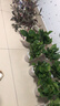 双盟 绿萝盆栽除甲醛花卉绿植办公室新房净化空气110款10盆装源头直发 实拍图