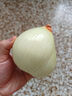 新鲜黄洋葱黄金水果洋葱即食蔬菜调料烧烤食材 新鲜黄洋葱 500g 含箱 实拍图