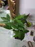 发财树盆栽大植物室内办公室桌面客厅小盆景招财树苗绿植花卉盆栽 三杆发财树 5-8cm【四方塑胶盆】 【送肥料】 实拍图