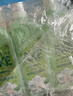 斧头牌（AXE）花茶护肤洗洁精1.18kg*3瓶家庭装茉莉茶香不伤手 实拍图