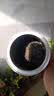吴裕泰茶叶 浓香型茶叶口粮花草茶 临期特卖 茉莉云芽150g 实拍图