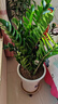 叹为观止大型植物发财树各种大颗盆栽开业乔迁客厅办公室内好养大型花卉 金钱树【80厘米-1米】 含盆 实拍图
