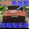 高泡发椰砖营养土压缩椰糠脱盐种菜养花通用型土壤种植大块椰糠土 10块椰砖：高品质/高营养/高泡发 实拍图