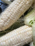 顾果鲜广西白糯牛奶玉米9斤新鲜现摘黏粘棒子带皮生苞米甜嫩农家自种 5斤 实拍图