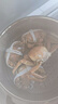 【活蟹】漁家师傅大闸蟹全母2.5-2.8两8只去绳足重鲜活螃蟹现货生鲜年货礼盒 源头直发 实拍图