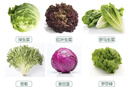 千牛优福新鲜生菜组合4斤球生菜红叶等6种沙拉蔬菜轻食蔬菜包 6种蔬菜共4斤【无酱】 实拍图