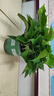 双盟绿萝盆栽除甲醛花卉绿植办公室新房净化空气180加仑4盆装源头直发 实拍图