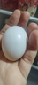均鲜新鲜土鸽子蛋杂粮喂养农家特产白鸽蛋信鸽蛋孕妇宝宝年货节礼盒装 30枚750g左右精选大个种鸽蛋 实拍图