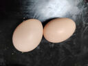 京喜加 鲜鸡蛋 土鸡蛋  五谷喂养 山林自养鸡蛋溏心蛋早餐京东包邮40g 2枚 40g左右 实拍图