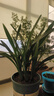 特级浓香型企黑兰花国兰客厅四季好养盆栽绿植物国花高端送礼物 高度40cm冠幅15cm特级精品兰花 8-10苗地原盆发货 实拍图