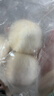 悦味纪 手工老面馒头640g*2包 12个 绿色食品 山东戗面千层馒头速食 实拍图