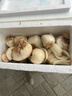 金城百合谷兰州百合甘肃特产生鲜百合新鲜现挖农家食用甜百合买菜 滋润蔬菜 一斤16颗 （真空+保鲜箱） 实拍图
