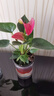 红掌盆栽白粉掌一帆风顺带花特大号花卉室内客厅面水培植物好养 约30cm粉掌-U型玻璃 带盆栽好 实拍图