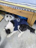 派乐特狗狗猫衣服保暖比熊泰迪博美小型犬条纹宠物秋冬天季装xxl号 实拍图