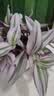京云梦油画婚礼吊兰垂吊植物花卉植物室内花盆栽紫露兰郁金香源头直发 实拍图