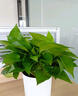 双盟绿萝盆栽除甲醛花卉绿植办公室新房净化空气180菱形3盆源头直发 实拍图