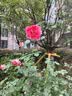 特步（XTEP）男鞋板鞋男2026夏季新款休闲鞋防水滑板鞋小白鞋子男士旅游运动鞋 白灰-5003 42 （42.5） 实拍图