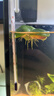 日胜（RS）鱼缸加热棒不锈钢款100W 自动恒温精准温控 水族箱加热器 实拍图