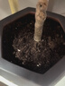 史丹利25L有机营养土大包装泥炭花土养花通用型家用土壤盆栽专用种植土 实拍图