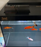 森森金麟超白玻璃鱼缸一体缸自循环客厅小型家用水族箱LE-480B 实拍图