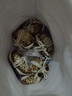 【活蟹】神行大闸蟹现货鲜活全母蟹 六月黄去绳足重螃蟹生鲜河蟹 全母蟹2.3-2.6两 10只装 实拍图