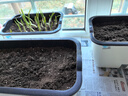 奥美优阳台种菜盆种菜专用箱蔬菜种植箱楼房花箱自吸水长花盆水培户外 实拍图
