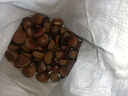 京喜加丹东新鲜板栗糖炒栗子原料糯甜板栗可生吃新鲜蔬菜生鲜 丹东鲜板栗 2斤 送栗爪 实拍图