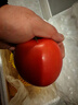京鲜生 山东普罗旺斯番茄 净重4.5斤 单果125g+ 沙瓤西红柿 源头直发 实拍图