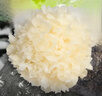 古松 新鲜银耳6朵 独立盒装顺丰快递产地直发新鲜菌菇雪耳白木耳 鲜银耳6朵100g*6盒 实拍图