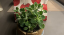 碰碰香一抹香办公室醒目防蚊植物净化空气室内外绿植桌面四季盆栽 碰碰香1盆【原土原盆1盆】 实拍图