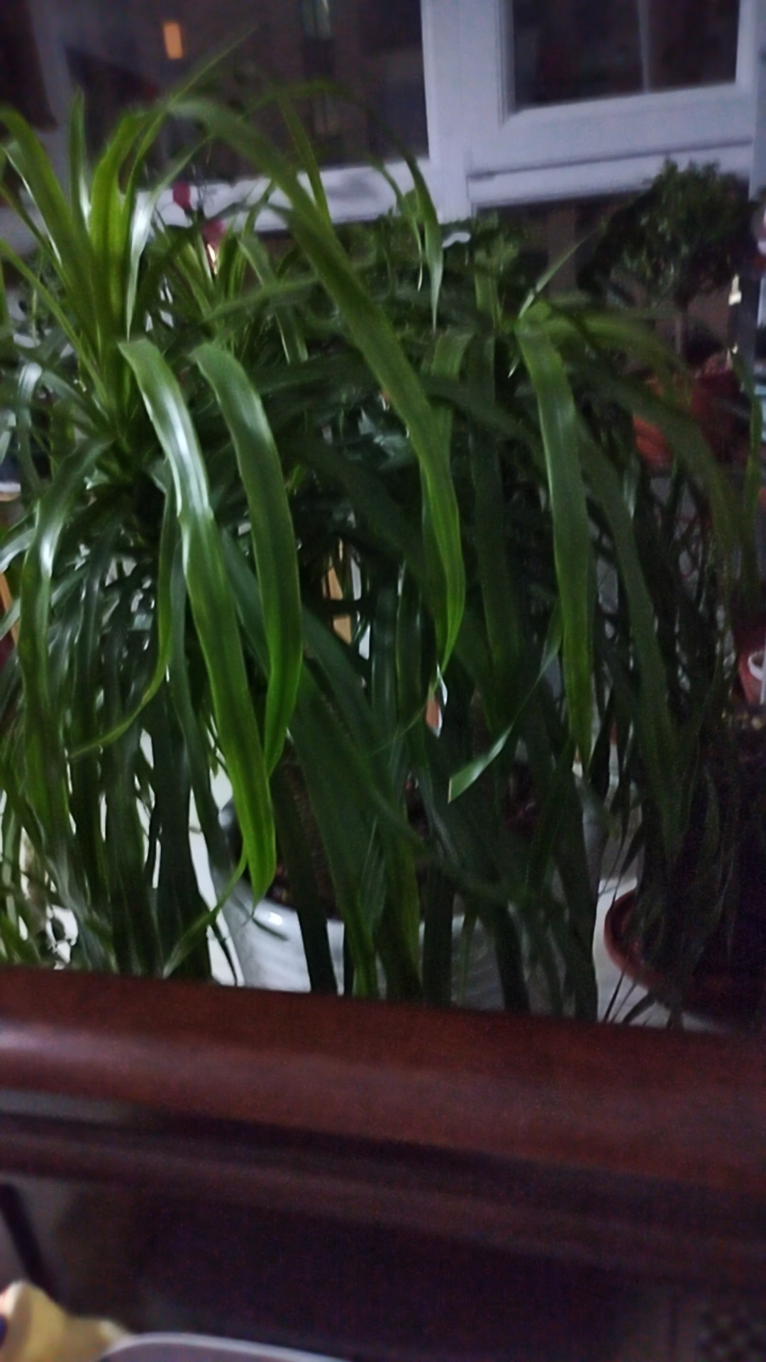 丰灵佳 磷酸二氢钾正品水溶肥花肥花卉果树蔬菜通用叶面肥农用2斤 实拍图