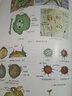 植物学（第3版） 实拍图