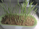 疯狂的主人猫草+6袋小麦种子盆栽无土水培薄荷化去毛球助排毛猫咪零食成幼猫 实拍图