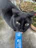 宠元的欧卡宠物猫条零食鱼油鲜肉功能性猫咪宠物食品全价湿粮猫条 【猫条大礼包】4味全有15g*60支 实拍图