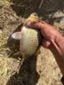 钩尖江湖艰苦奋斗也要钓鱼干鲜水解蚯蚓腥香饵料野钓鲫鱼鲤鱼草鱼钓鱼饵料 【蚯蚓腥香】艰苦奋斗300g*3袋 实拍图