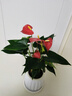 爱优尚红掌盆栽花卉植物室内防辐射净化空气开花桌面小植物源头直发 实拍图