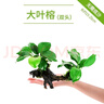 疯狂水草（FKSC）鱼缸水草蜈蚣草鱼缸造景专用懒人水培植物套餐净化水质直接入缸 大叶榕【双头】 实拍图
