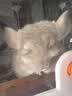 蔻丝猫笼子带厕所一体适合大猫家用室内三层猫别墅大号猫窝透明猫柜 实拍图