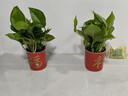 双盟绿萝盆栽除甲醛花卉绿植办公室新房净化空气110福字8盆装源头直发 实拍图