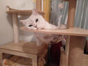 唐米吉吉剑麻猫爬架猫窝猫树一体圣诞水晶绒小户型猫架子磨爪猫玩具不占地 雪梦SD-3 自带剑麻猫抓板 实拍图
