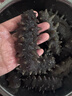 棒棰岛大连干海参250g 实木礼盒 40-60只 低盐量≤18% 辽刺参干货 滋补 实拍图