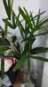 水培植物富贵竹天堂鸟白掌鸭脚木室内米竹子绿植花卉办公桌面好养 水培棕竹3棵【60-70cm】+送吊牌+营养液 无规格 实拍图