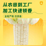 十月稻田 白糯玉米 8根 4.16斤 东北甜粘玉米 非转基因 低脂早餐 实拍图