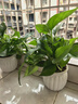 特价绿萝盆栽室内客厅办公室吸甲醛净化空气水培植物绿植花卉好养 【热销5盆】绿萝+白色南瓜盆自吸水 整体含盆高度20-25cm 实拍图
