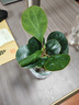 京云梦小盼菩提树盆栽盆景植物带果绿植室内禅意桌面旭日东升盆源头直发 实拍图