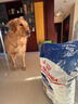 皇家狗粮 成犬狗粮 犬粮 宠物大型犬 GR26全价犬粮 ≥15月4KG 实拍图